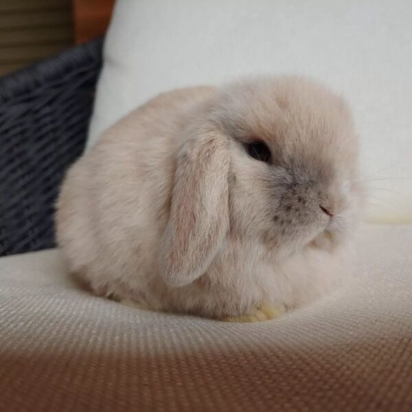 Cloud bunnies for sale