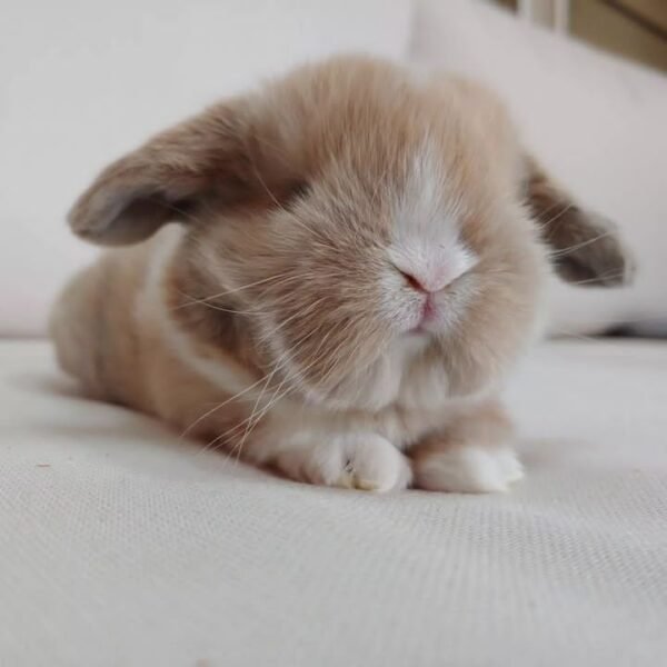 Gold holland lop bunnies for sale
