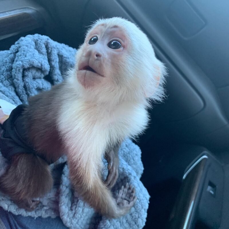 White-faced Male Capuchin Monkey