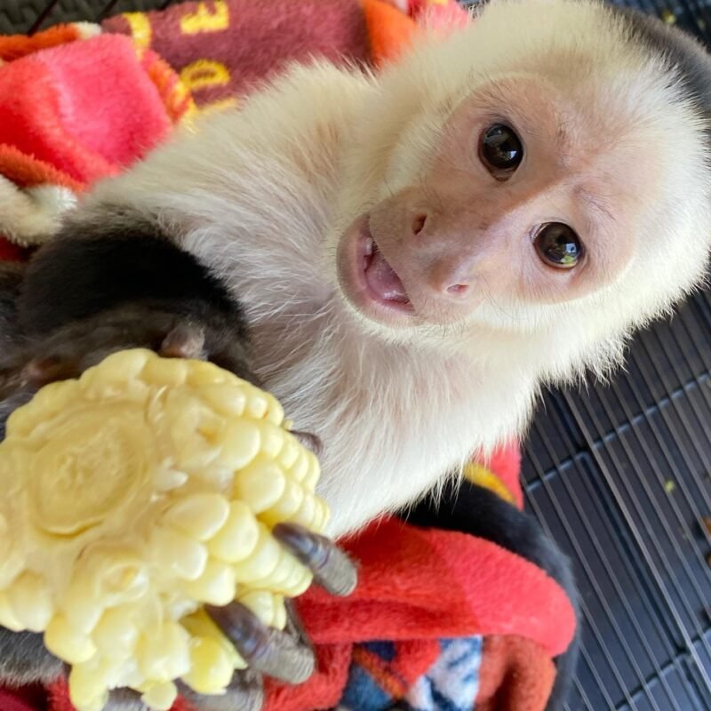 White-face Capuchin Female Monkey