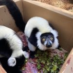 Black-and-white ruffed lemur Males