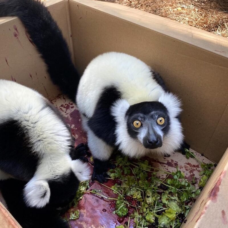 Black-and-white ruffed lemur Males