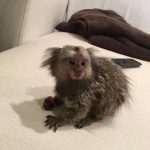 Squeaky