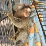 Praline – Marmoset Female