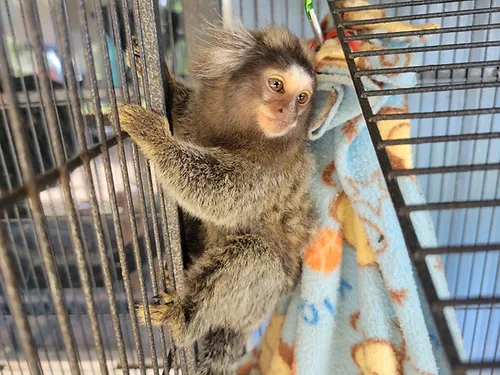 Praline – Marmoset Female