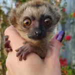 Lulu- Brown Lemur Female Baby PRICE
