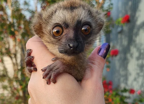 Lulu- Brown Lemur Female Baby PRICE