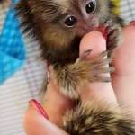 Coraline – Marmoset Female