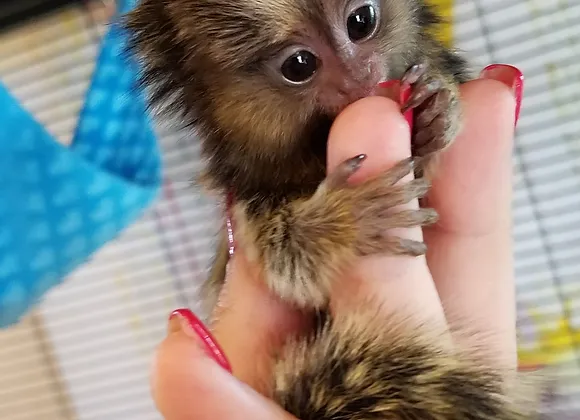 Coraline – Marmoset Female
