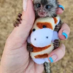 Cuddles – Marmoset Female