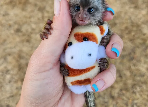 Cuddles – Marmoset Female