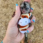 Cuddles -silvery Marmoset Female