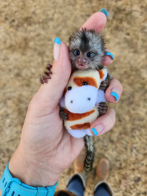 Cuddles -silvery Marmoset Female