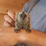 Chevy – Marmoset Male PRICE