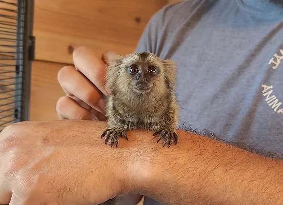 Chevy – Marmoset Male PRICE