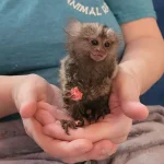 Charly – Marmoset Female