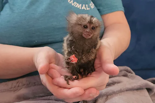 Charly – Marmoset Female