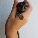 Micky – Marmoset Male