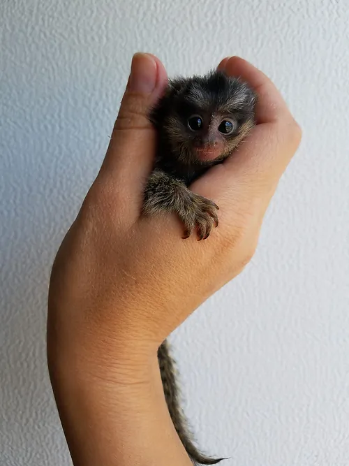 Micky – Marmoset Male