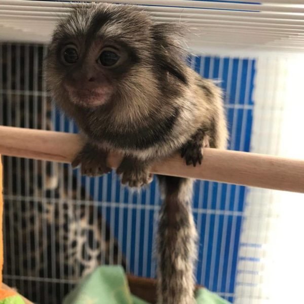 BUY MARMOSET MONKEY MILO FOR SALE
