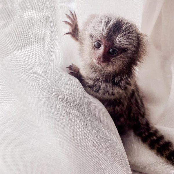 BUY MARMOSET MONKEY MUSTARD FOR SALE