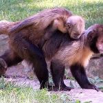 Golden-bellied Male Capuchin Monkey
