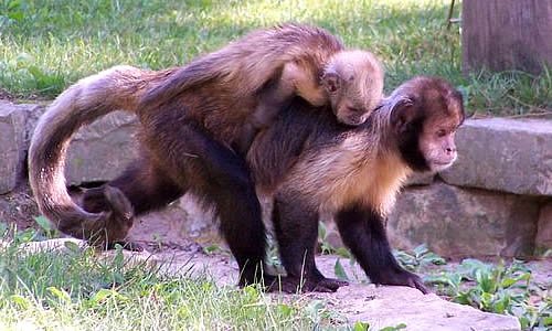 Golden-bellied Male Capuchin Monkey
