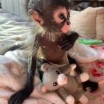 Miley – Spider Monkey Baby