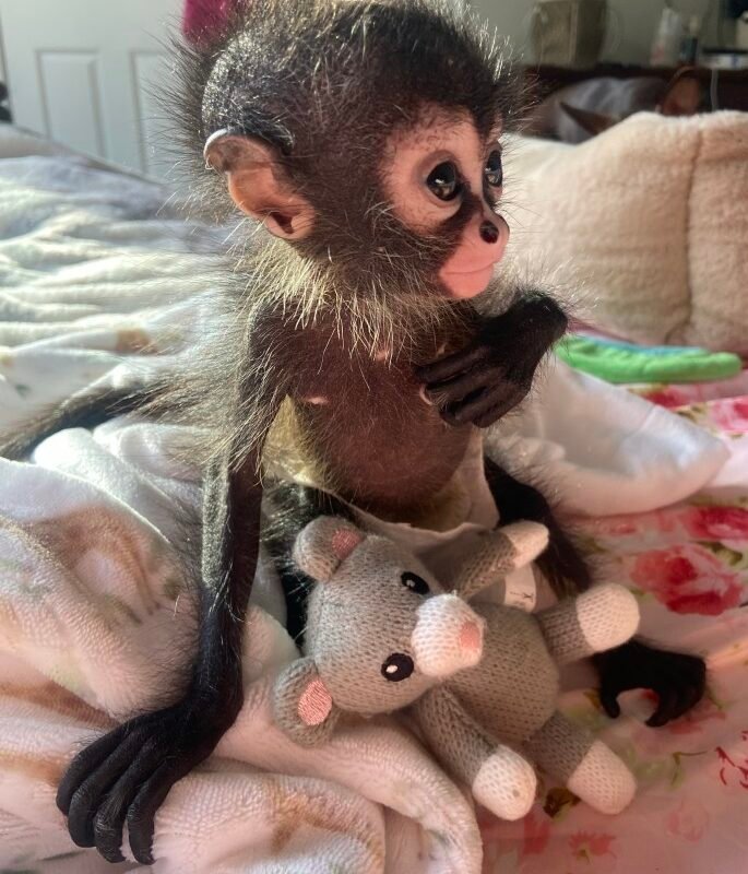 Miley – Spider Monkey Baby