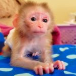 Marcus – Male Macaque Adventurer