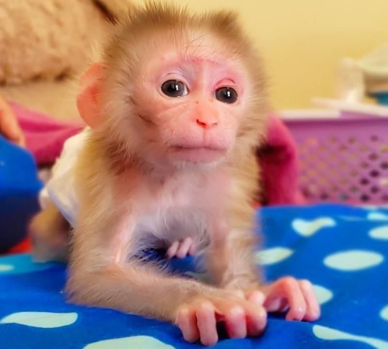 Marcus – Male Macaque Adventurer