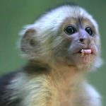 KIMI-White-faced capuchin Baby