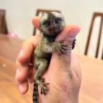 Liza : Female finger monkey