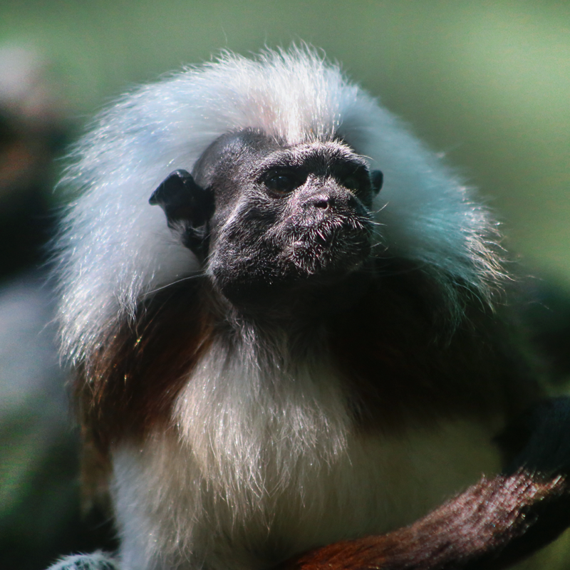 COCO & BONGO-Cotton head tamarin Baby
