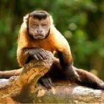 Nickel- Female Brown Weeper Capuchin Monkey