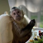 Kiala capuchin monkey pet