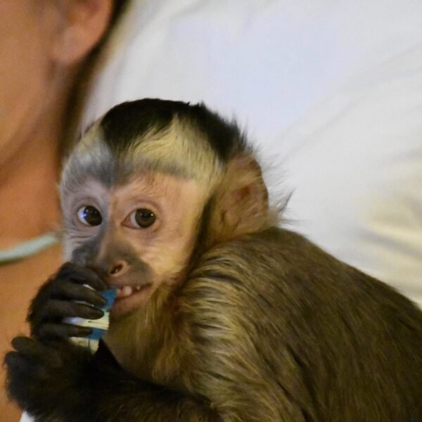 Kylo capuchin monkey pet