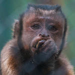 CHARLY-BLACK-FACED CAPUCHIN Baby