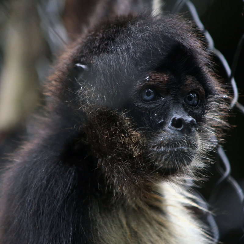 CHACHO-Spider Monkey Baby