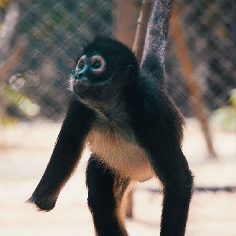 AMPERIO-Spider Monkey Baby