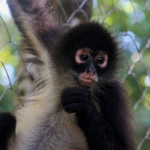 CATALINA-Spider Monkey Baby