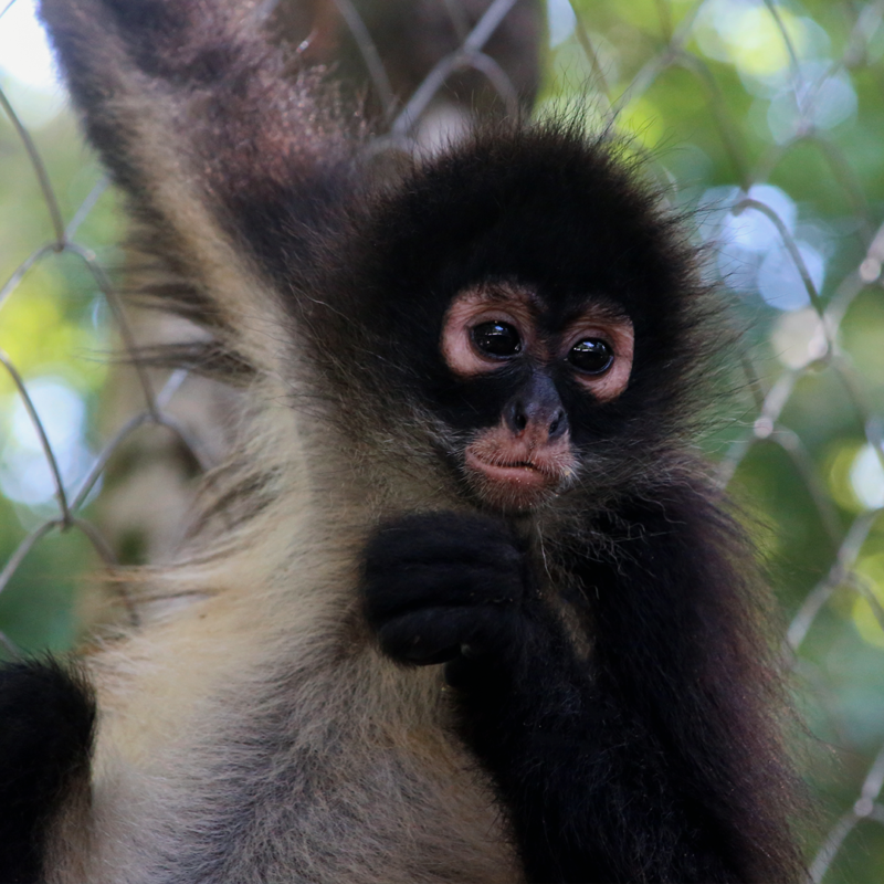 CATALINA-Spider Monkey Baby