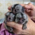 Adorable Baby Pygmy Marmoset for Sale – Peanuts, Male, 1 Month Old