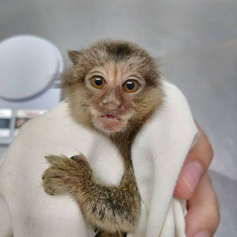 Active Pygmy Marmoset Monkey for Sale – Oscar, Male, 13 Months Old