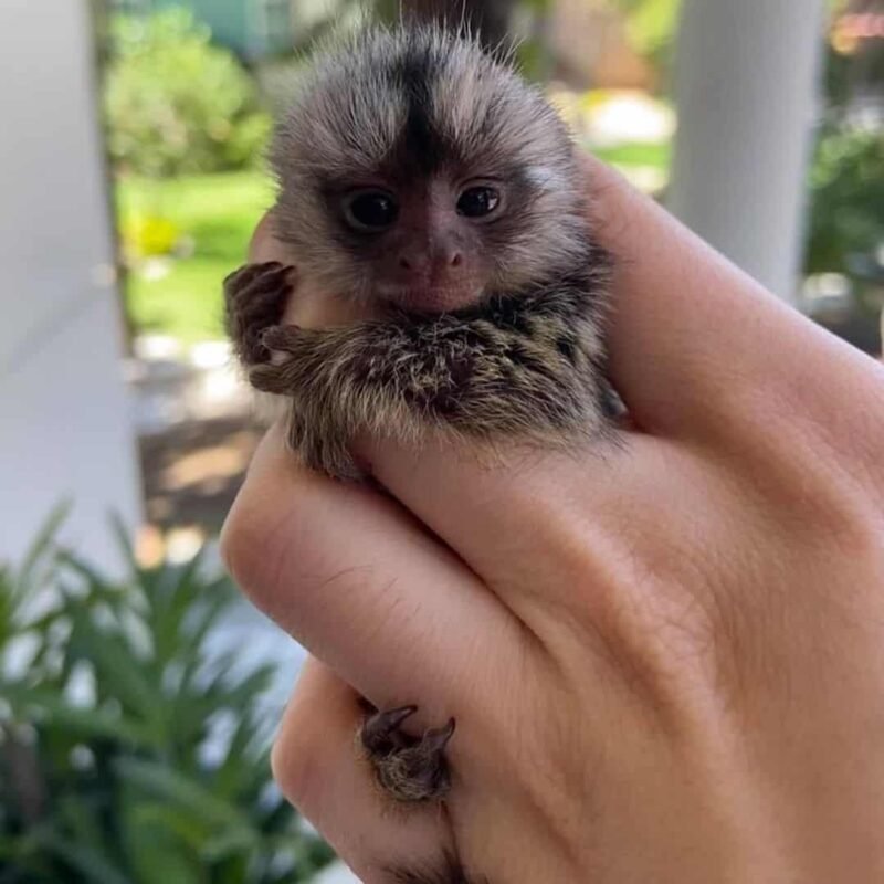 Cheerful Amazonian Marmoset Monkey for Sale – Sunny, Female, 8 Months Old