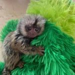 Sweet Female Common Marmoset Monkey for Sale – Nina, Female, 10 Months Old
