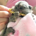 Beautiful Pygmy Marmoset Monkey for Sale – Hazel, Female, 8 Months Old