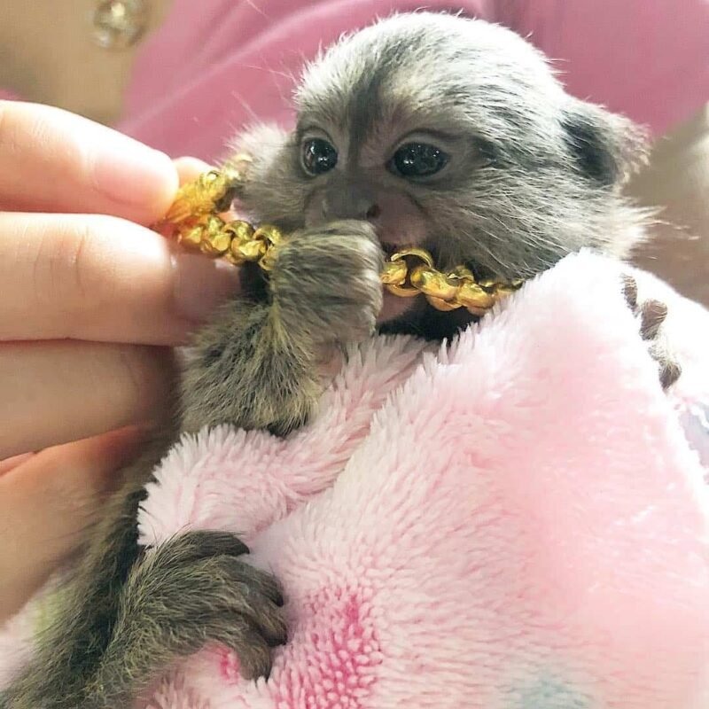 Beautiful Pygmy Marmoset Monkey for Sale – Hazel, Female, 8 Months Old