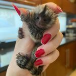 Playful Pygmy Marmoset Monkey for Sale – Coco, Male, 6 Months Old