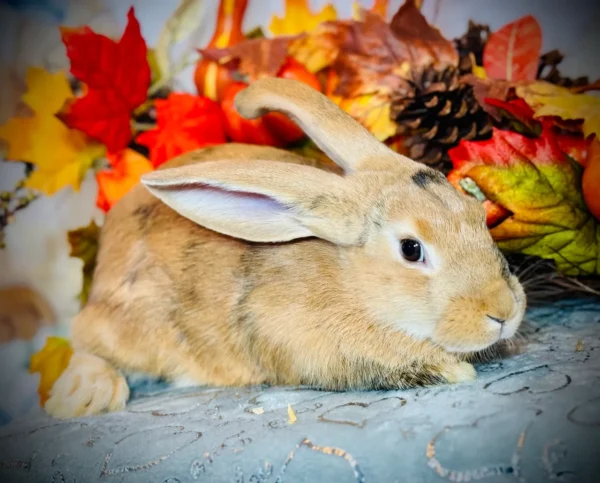 Gidget – Female